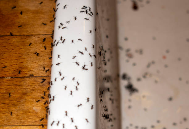 Best Cockroach Control Services  in Prces Lakes, IN